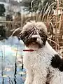lagotto blanc et brun clair