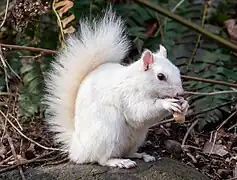 Écureuil gris de même blancheur au même endroit.