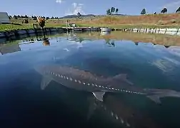 Esturgeon blanc ou Américain - Acipenser Transmontanus