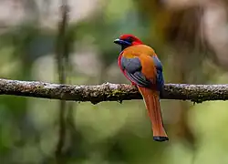 De dos, vers le mont Kinabalu, en Malaisie. Avril 2023.