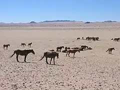 Chevaux sauvages aux alentours.
