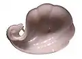 Coupe au nom de Shâh Jahân, Inde, 1656-57La coupe à vin de l'empereur moghol Shâh Jahân mêle avec délicatesse un motif végétal et une tête de bélier.