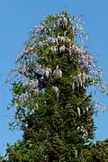Dans un arbre de 20 mètres.