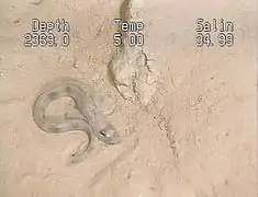 Lycenchelys verrillii