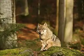 Loup