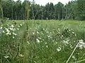 Linaigrettes dans une tourbière à Hetendorf