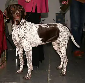 Pointer danois