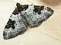 Xanthorhoe fluctuata  (Linnaeus, 1758)