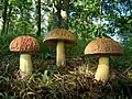 Boletus hortonii