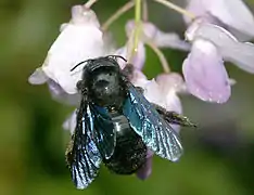 Xylocope panard(Xylocopa valga)