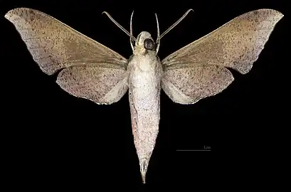 Xylophanes germen yurakano Revers du mâle