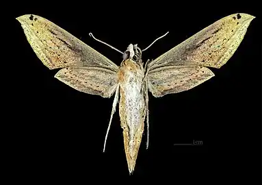 △ ♀ (coll.MHNT)