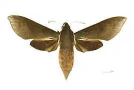 Xylophanes porcus continentalis Avers - MHNT