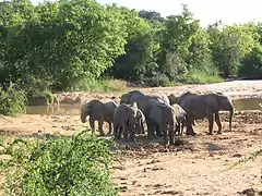 Éléphants