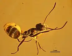 spécimen MBI2290