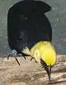 ♂