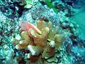Corail et poisson