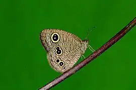 Ypthima tabella