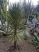 Y. aloifolia Variegata à Madère