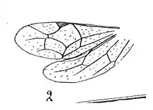 Zagryphus tilloyi. aile N. Théobald 1937 Promethes Tilloyi ailes Am8 p. 304 pl. XXIV Hyménoptères du Stampien d'Aix-en-Provence.