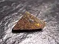 Météorite de Zakłodzie&nbsp;(en), une achondrite primitive non groupée. Masse : 1,08&nbsp;g.