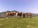 Ütziagaña.