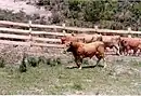 Betizu taureau à Zarikieta