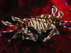 Zebrida adamsii (Pilumnidae)