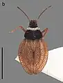 Zetekella pulla, espèce du Brésil.