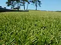 Aspect de Zoysia Tenuifolia