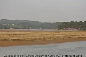 Sacheon