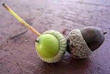 Deux glands mucronés portant un stylopode