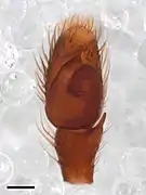 Pédipalpe mâle.