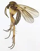 Zygomyia