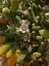 Floraison en mars