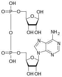 Image illustrative de l’article Adénosine diphosphate ribose