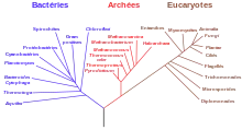 Arbre phylogénétique avec pour branches les relations de parenté entre des groupes d'êtres vivants