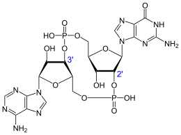 Image illustrative de l’article GMP-AMP cyclique