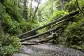 Fern Canyon