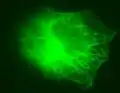 Microtubules dans une cellule rétinienne.