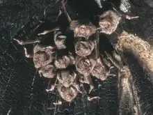 Onze vampires formant une colonie accrochée dans un arbre