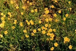 Tuberaria guttata.