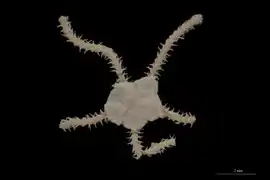 Amphiodia obtecta