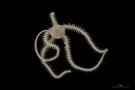 Amphiura dacunhae