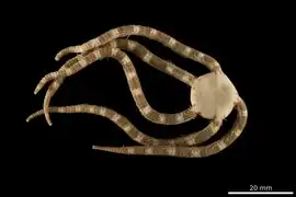 Ophiarachna affinis