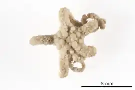 Ophiozeta turgida
