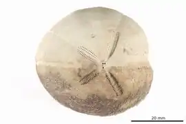 Pericosmus keiensis