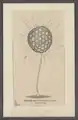 Clathrulina elegans (Cercozoa: Granofilosea : Desmothoracida)