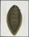 Brachirus macrolepis