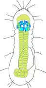 Schéma de Limnognathia maerski, l'unique Micrognathozoa connu